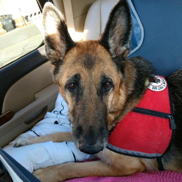 T-shirt Justice For "TT" The Service Dog - Picture 8 of 8